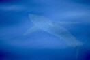 Πρώτη φορά μεγάλος λευκός καρχαρίας στη θάλασσα της Ισπανίας
