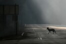 Ο αναπάντεχος λόγος που κάνει ξαφνικά πολλά άγρια ζώα να ζουν ως νυκτόβια