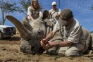 Πέθανε η Νόλα, ένας από τους τέσσερις λευκούς ρινόκερους του πλανήτη