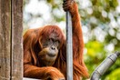 Πέθανε ο γηραιότερος ουρακοτάγκος της Σουμάτρας - Συγκίνηση στο ζωολογικό κήπο της Αυστραλίας