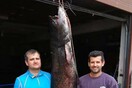 Ψαράδες έπιασαν τεράστιο γουλιανό 82 κιλών στην Κοζάνη