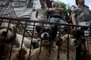 Δικαστική απόφαση - ορόσημο στη Ν. Κορέα: Παράνομη η σφαγή σκύλων για το κρέας τους