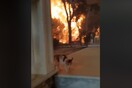 Σοκαριστικό βίντεο από την πυρκαγιά στο Μάτι: Γύρισε για να σώσει τη γάτα του και τον κύκλωσαν οι φλόγες