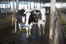Η Κίνα ξεκινά ξανά την εισαγωγή βοδινού από τη Βρετανία, 20 χρόνια μετά την ασθένεια των «τρελών αγελάδων»