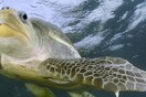 Πάνω από 100 θαλάσσιες χελώνες βρέθηκαν νεκρές στις ακτές του Μεξικού