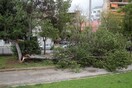 Πτώσεις δένδρων λόγω ισχυρών ανέμων στη Θεσσαλονίκη- Ανησυχία για τη φωτιά που είναι σε εξέλιξη