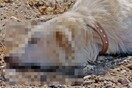 Άγνωστοι θανάτωσαν και έγδαραν σκυλιά στην Αιτωλοακαρνανία