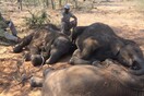 Δεκάδες ελέφαντες νεκροί από λαθροθήρες στη Μποτσουάνα (ΣΚΛΗΡΕΣ ΕΙΚΟΝΕΣ)