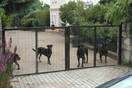 Η ιατροδικαστική έκθεση και τι λέει ο ιδιοκτήτης των ροτβάιλερ που επιτέθηκαν στον 5χρονο
