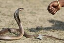 Φίδια τσίμπησαν 15 αγρότες στην Ινδία - 2 νεκροί