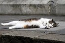Ανατροπή στο μυστήριο με τις αποκεφαλισμένες γάτες που τρομοκράτησε μια ολόκληρη πόλη