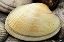 Ακατάλληλα οστρακοειδή στον Πειραιά