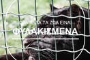 Δείτε το μήνυμα στο instagram της lifomag για την απελευθέρωση των φυλακισμένων ζώων
