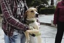 Έμπονυ η ερωτευμένη + Ώχρα η τσαούσα