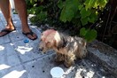 Χειροπέδες και πρόστιμο 30.000 ευρώ σε 62χρονο που περιέλουσε σκυλάκι με πετρέλαιο στην Κέρκυρα