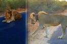 Ετοιμοθάνατο λιοντάρι σώθηκε χάρη στην αντίδραση τουριστών στο Πάρκο Κρούγκερ