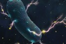 Τα βακτήρια του εντέρου παράγουν ηλεκτρικό ρεύμα: Τι ανακάλυψαν για πρώτη φορά οι επιστήμονες
