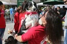 Οι Αθηναίοι αγκάλιασαν και πήραν σπίτι τους κακοποιημένους και εγκαταλελειμμένους σκύλους