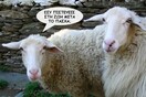 Έρχεται και το κίνημα των (σφαγμένων) αμνών