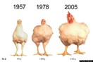Πώς μεγάλωσαν έτσι τα κοτόπουλα;