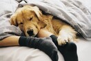 Στους περισσότερους ιδιοκτήτες αρέσει να κοιμούνται με το σκύλο ή τη γάτα στο κρεβάτι τους