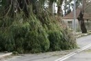 Πολλά προβλήματα από τις πτώσεις δέντρων στην Αθήνα
