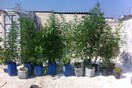 Θερμοκήπιο δενδρυλλίων κάνναβης σε ταράτσα!