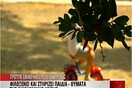 Το συγκινητικό ρεπορτάζ του MEGA για το νηπιοτροφείο Καλλιθέας