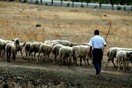 Λάρισα: 120 άνθρωποι τηλεφώνησαν για μια θέση βοσκού!