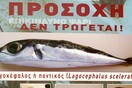 Οι ειδικοί προειδοποιούν: Προσοχή στο ψάρι λαγοκέφαλος. Τοξικό κι ακατάλληλο για κατανάλωση