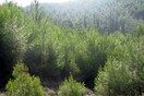 Θεσσαλονικείς θα πραγματοποιούν εθελοντικά "περιπολίες" με drones για την προστασία του Σέιχ Σου