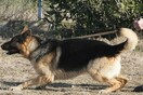 Κρήτη: Κατάλληλα εκπαιδευμένοι σκύλοι κατάφεραν να εντοπίσουν φόλες