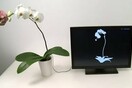 Τα φυτά μετατρέπονται σε multi-touch επιφάνειες