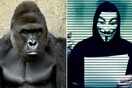 Oμάδα των Anonymous ξεκίνησε εκστρατεία για το θάνατο του γορίλα Χαράμπε