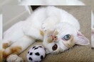 Ένα μάτι μπλε, ένα μάτι καφέ: τι συμβαίνει μ' αυτές τις γάτες;