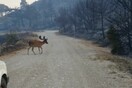 Η Ρόδος μετρά τις πληγές της μετά την καταστροφική πυρκαγιά - Χιλιάδες στρέμματα δάσους έγιναν στάχτη