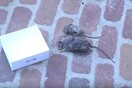 Το YouTube τιμωρεί (ξανά) τον Logan Paul για νέο βίντεο όπου χτυπά με Taser νεκρούς αρουραίους
