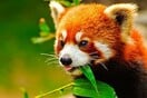 Μια δεκαετία με το Mozilla Firefox
