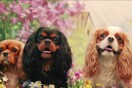 Μία ξεκαρδιστική γνωριμία με τα Cavalier King Charles Spaniel