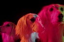 Γνωριμία με τα Saluki, τα πιο γρήγορα σκυλιά του κόσμου