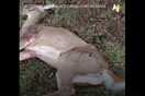 Στη Νορβηγία σκοτώνουν μαζικά ταράνδους και ελάφια και -λένε ότι- είναι για το κοινό καλό...