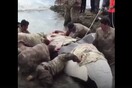 Όταν 25 στρατιώτες οδήγησαν μια αποπροσανατολισμένη όρκα στο σπίτι της, τον ωκεανό