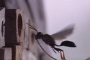 Οι σφήκες θα ζήσουν περισσότερο φέτος κι αυτό ανησυχεί τους επιστήμονες