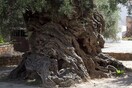 Mια ελιά στα Χανιά εντυπωσίασε τη NASA