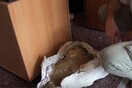 Χαυλιόδοντες 4 εκ. ετών βρήκαν στη Νιγρίτα Σερρών (video)