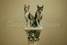 Γνωριμία με τις τρυφερές και ανεξάρτητες Cornish Rex