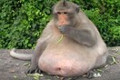 Γνωρίστε τον "Uncle Fat", τον πίθηκο που κινδύνευσε να πεθάνει από το junk food
