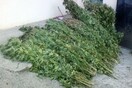 Θεσσαλονίκη: 49χρονος είχε φυτέψει στην αυλή του 280 δενδρύλλια κάνναβης