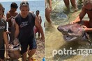 «Δεν παίζουμε με τα προστατευόμενα είδη της θάλασσας» - Αντιδράσεις προκαλούν οι φωτογραφίες με τους καρχαρίες στον Πύργο