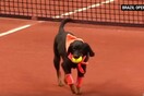 Οι τύποι στο Brazil Open έκαναν κάτι τέλειο με τα αδέσποτα σκυλιά